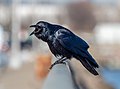 Image 58Fish crow cawing in Red Hook, Brooklyn