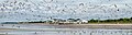 Image 30Huge flock of gulls just after they were spooked by something during a horseshoe crab feeding frenzy in Cape May, New Jersey