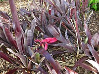 Billbergia distachya