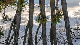 Reflection of trees in a pond 16-9, The Groynes, Christchurch, New Zealand