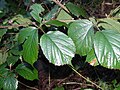 Rubus promachonicus