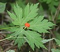 Rubus promachonicus