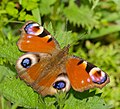 Tagpfauenauge - Inachis io oder Nymphalis io, am Bruchgraben in den Kirschgartshäuser Schlägen