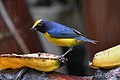 Blue-winged mountain-tanager (Anisognathus somptuosus) at the hotel feeding station in Mindo