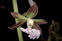 Calanthe discolor