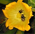 Bombus terrestris queen and worker on Cucurbita pepo female flower