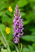 Dactylorhiza fuchsii - vööthuul-sõrmkäpp Pakri.jpg