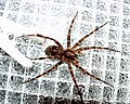 Dolomedes tenebrosus