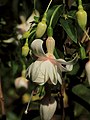 Fuchsia 'sophie michels'