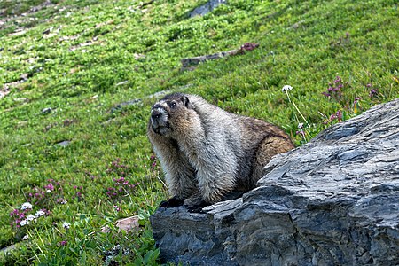 "Hoary_Marmot_in_Glacier_National_Park.jpg" by User:Trougnouf