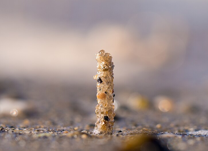 Tube built by a sand mason worm