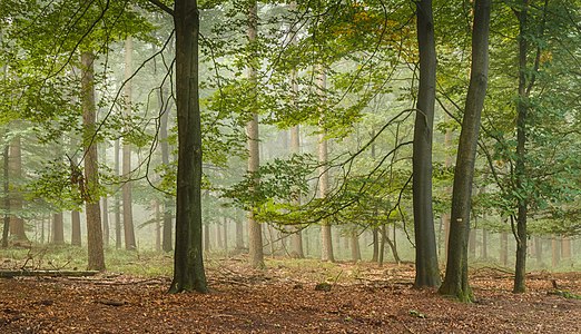 "Wandelen_over_de_Planken_Wambuis_vanuit_Mossel_069_A.jpg" by User:Agnes Monkelbaan