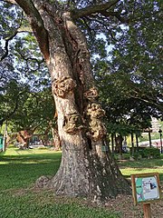 Hollow trunk, Samanea saman