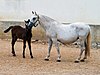 Lipica Stud Farm, Slovenia, June 2012 (1).jpg