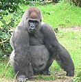 Silverback gorilla in Disney's Animal Kingdom