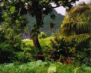 Rainforest in Marquesas Islands, French Polynesia