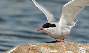 Arctic tern