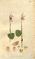 Calypso bulbosa (as syn. Calypso borealis) plate 2763 in: Curtis's Bot. Magazine (Orchidaceae), vol. 54, (1827)