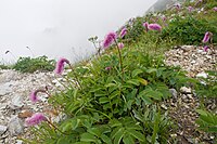 Sanguisorba hakusanensis