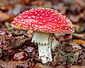 87 Vliegenzwam (Amanita muscaria). Locatie De Famberhorst. 27-09-2020 (d.j.b.) uploaded by Famberhorst, nominated by Famberhorst,  16,  1,  0