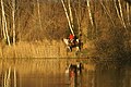 Herbst in Gold (alter Rhein bei Hohenems)