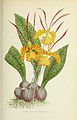 Psychopsis krameriana (as syn. Oncidium kramerianum) plate 31 in: Émile de Puydt: Les orchidées (1880)