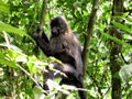 Genus Lophocebus Crested Mangabeys