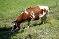 Vache à Gruyères, Suisse