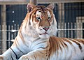 Orange bengal tiger