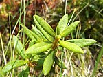 Rhododendron groenlandicum