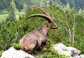 Capra ibex