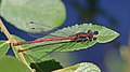 60 Large red damselfly (Pyrrhosoma nymphula) male Swinley uploaded by Charlesjsharp, nominated by Charlesjsharp