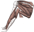 Deep back muscles of upper arm