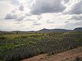 Paisaje agavero en Atotonilco