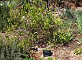 Darwinia meeboldii