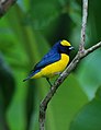 Euphonia luteicapilla (cat.)