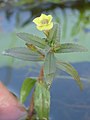 Limnophila indica, India