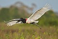 3 Jabiru Mato Grosso Pantanal Brazil-3 uploaded by Merops, nominated by ArionEstar