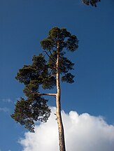 Enskededalen, Sweden