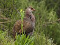 Pternistis jacksoni (cat.)