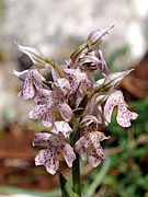 Orchis lactea Neotinea lactea