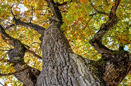 "Poertschach_Landspitz_Eiche_im_Herbstkleid_11102013_562.jpg" by User:Johann Jaritz