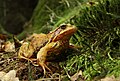   Rana temporaria in nature park Trhoň, Czech Republic