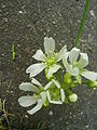 Dionaea muscipula inflorescence