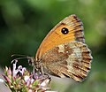 105 Gatekeeper (Pyronia tithonus) underside uploaded by Charlesjsharp, nominated by Charlesjsharp,  13,  0,  0