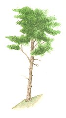 Pinus sylvestris tree