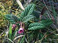 Rubus acanthophyllos