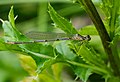 Hufeisen-Azurjungfer - Coenagrion puella, Männchen, am Bruchgraben in den Kirschgartshäuser Schlägen