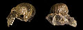 43 Australopithèque Cerveau Double uploaded by Archaeodontosaurus, nominated by Archaeodontosaurus