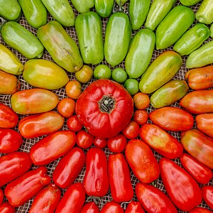 "Organic_home-grown_tomatoes_-_unripe_to_ripe.jpg" by User:Podzemnik